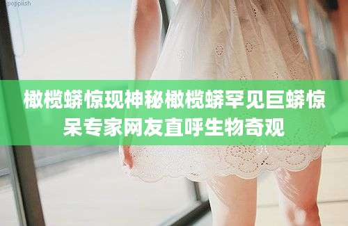 橄榄蟒惊现神秘橄榄蟒罕见巨蟒惊呆专家网友直呼生物奇观