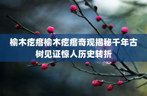 榆木疙瘩榆木疙瘩奇观揭秘千年古树见证惊人历史转折