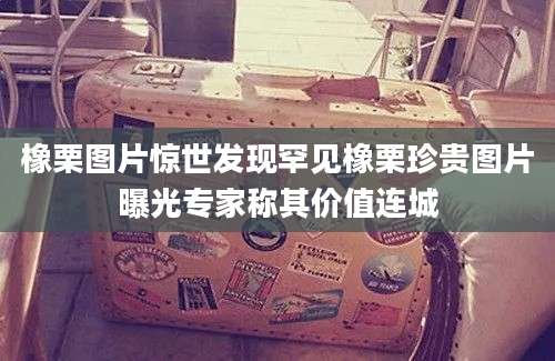 橡栗图片惊世发现罕见橡栗珍贵图片曝光专家称其价值连城