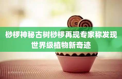 桫椤神秘古树桫椤再现专家称发现世界级植物新奇迹