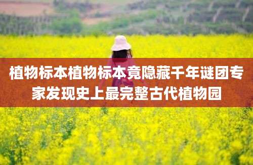 植物标本植物标本竟隐藏千年谜团专家发现史上最完整古代植物园