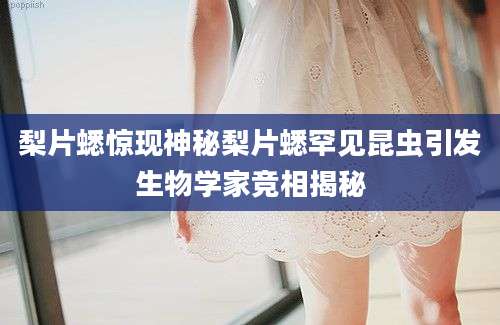 梨片蟋惊现神秘梨片蟋罕见昆虫引发生物学家竞相揭秘
