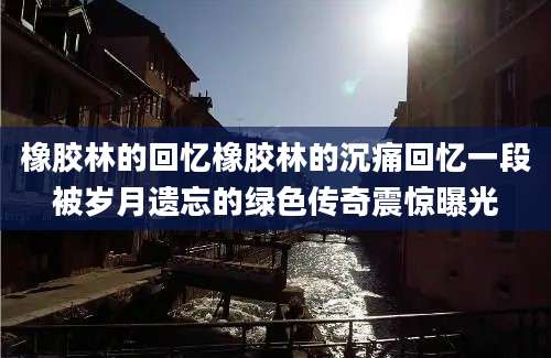 橡胶林的回忆橡胶林的沉痛回忆一段被岁月遗忘的绿色传奇震惊曝光