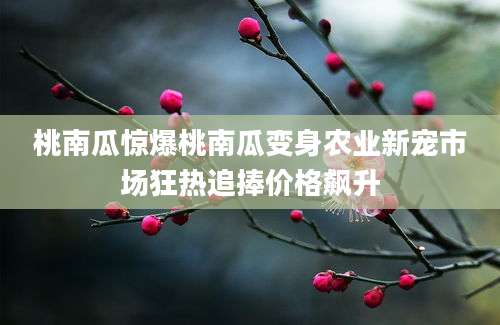 桃南瓜惊爆桃南瓜变身农业新宠市场狂热追捧价格飙升