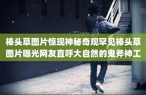 棒头草图片惊现神秘奇观罕见棒头草图片曝光网友直呼大自然的鬼斧神工