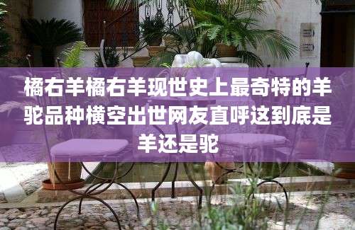橘右羊橘右羊现世史上最奇特的羊驼品种横空出世网友直呼这到底是羊还是驼