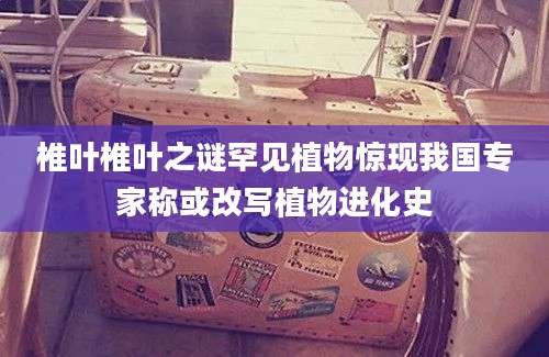椎叶椎叶之谜罕见植物惊现我国专家称或改写植物进化史