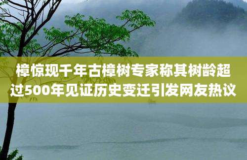 樟惊现千年古樟树专家称其树龄超过500年见证历史变迁引发网友热议