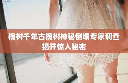槐树千年古槐树神秘倒塌专家调查揭开惊人秘密